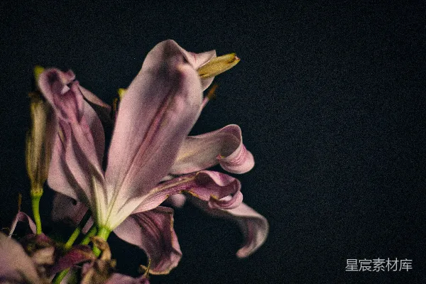 白紫相间的花朵在近景摄影中