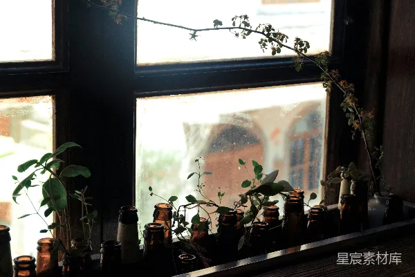 玻璃瓶中插着植物摆在窗边。