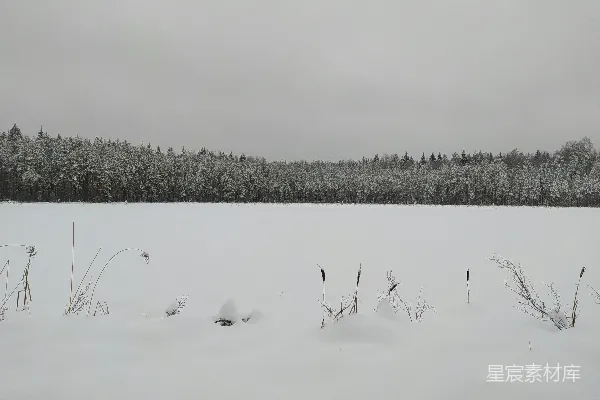 白天一只白鸟飞过覆盖着雪的田野上空