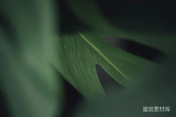 这是配文：一张生动鲜活的翠绿万年青叶片特写。