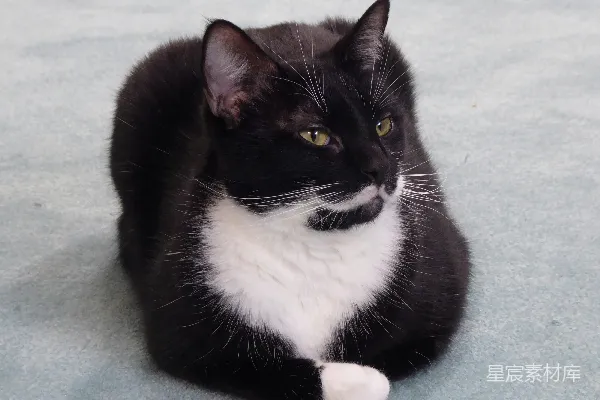 高清摄影 一只黑白相间的猫正坐在地板上。