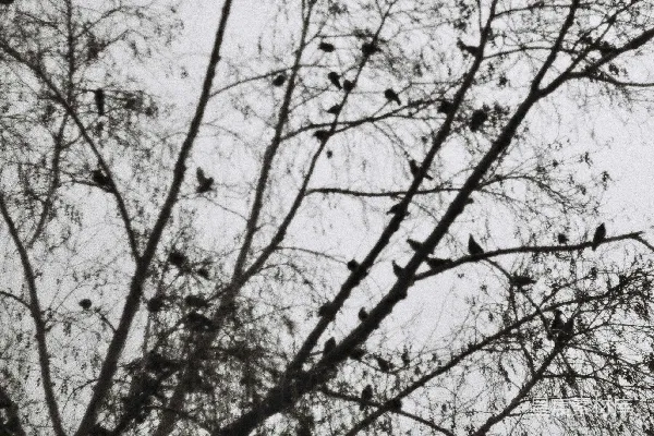 高清摄影 一群鸟停在树顶上。