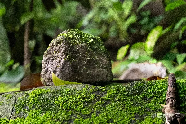 绿林中覆盖着青苔的岩石