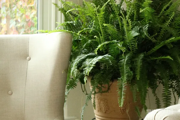 绿色植物放在棕色花盆里