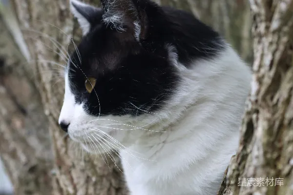 高清摄影 一只黑白相间的猫从树枝后面探出头来。