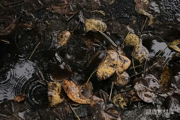 地上的许多落叶