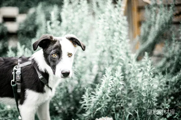 高清摄影 白天的绿色草地上有一只黑白相间的边牧犬。