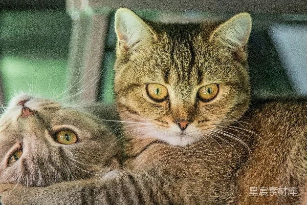 两只猫躺在一辆车顶上的猫咪
