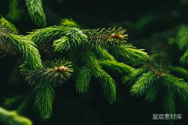 一棵松树树枝的特写