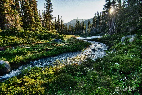 河边有树的风景摄影