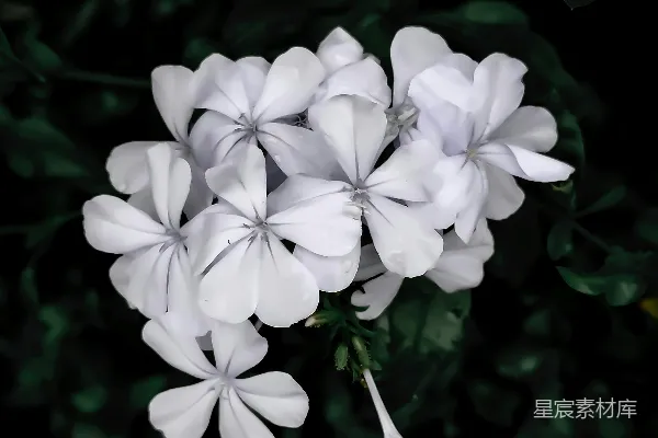 高清摄影 带有绿叶的白色花朵