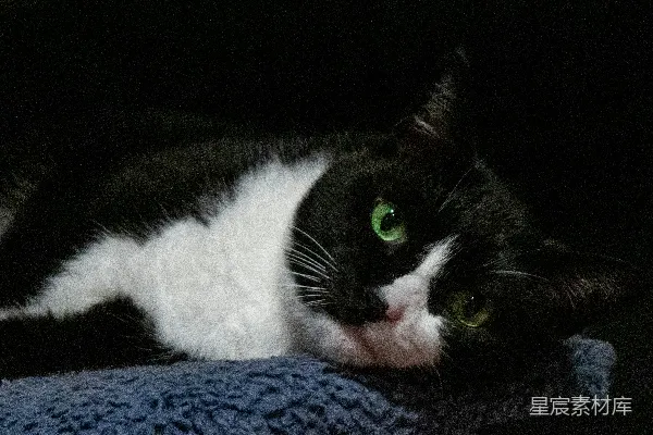 高清摄影 一只黑白相间的猫躺在毯子上。