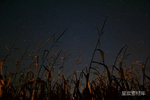 夜间草色呈棕色
