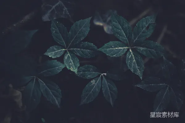 背景图案
