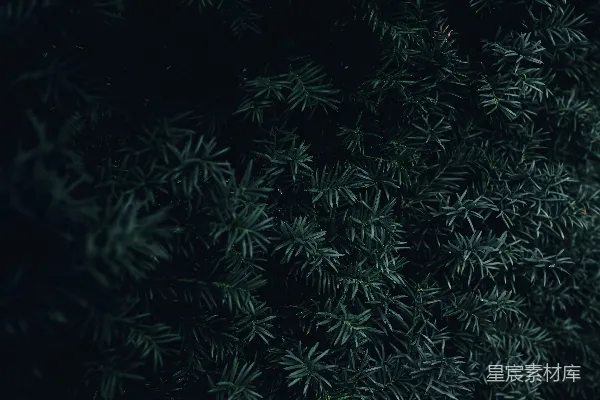 一些植物的特写镜头
