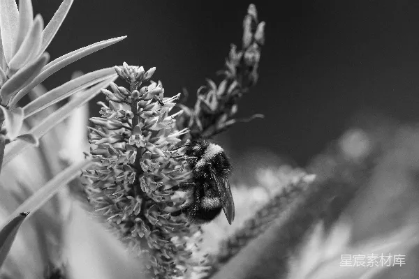 高清摄影 一张黑白照片，显示蜜蜂停在花朵上。