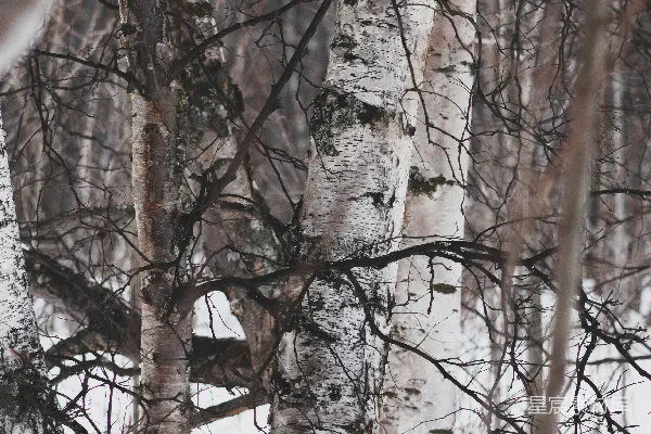 无尽树