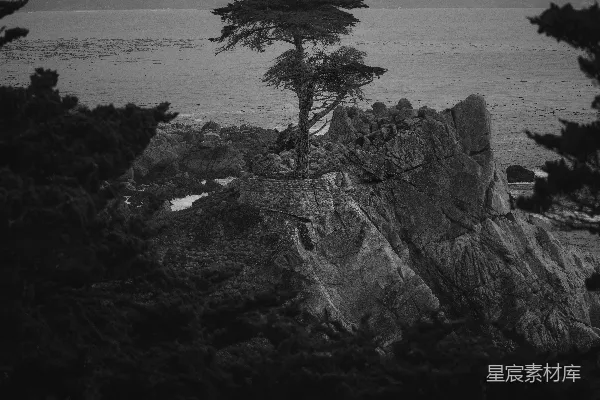 高清摄影 一棵树在岩石岸边