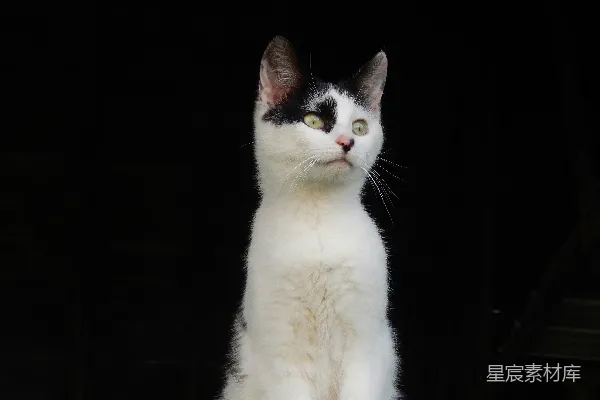 高清摄影 一只黑白相间的猫坐在桌子的上面。