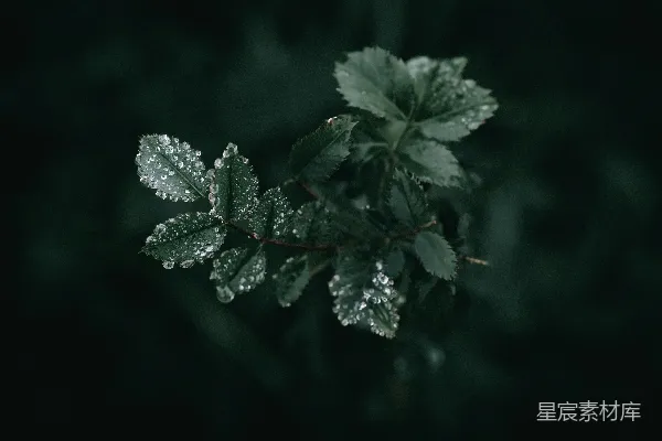 一片绿叶上有几滴水珠