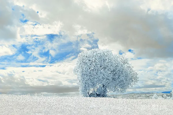 白天白雪覆盖着树，白云蓝天在上空。