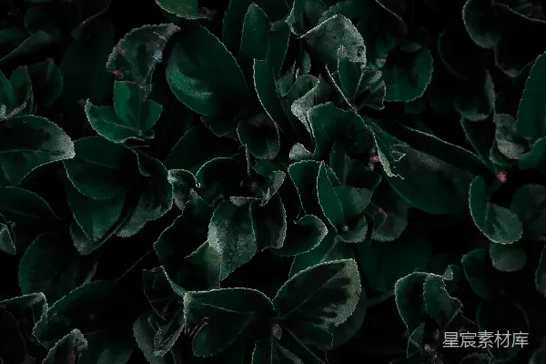 一群绿叶