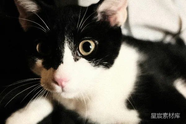 高清摄影 一只被某人抱着的黑白相间的猫。