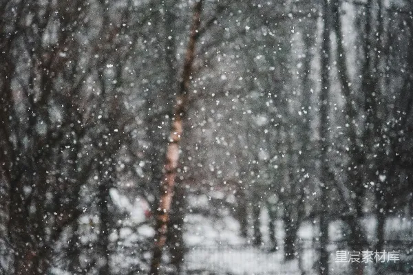 背景是树木的雪覆盖森林