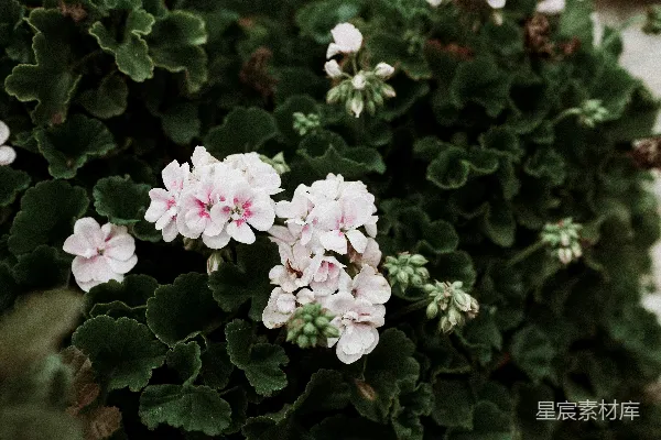 粉白花景