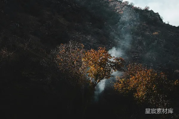 地面上靠近一棵树的地方冒出烟雾