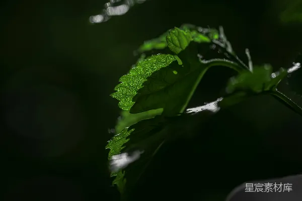 绿叶在阳光下熠熠生辉。