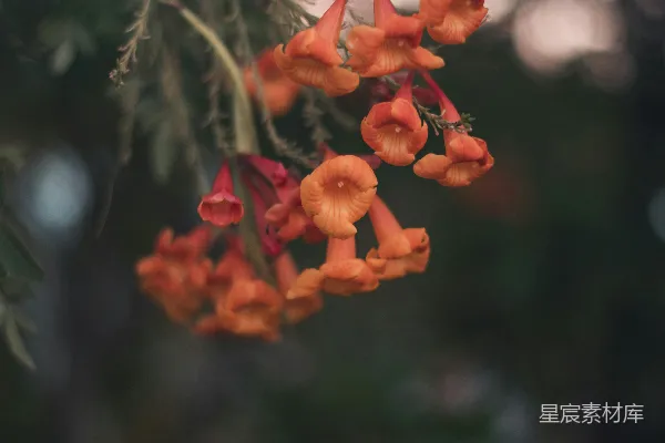 橙花macro摄影
