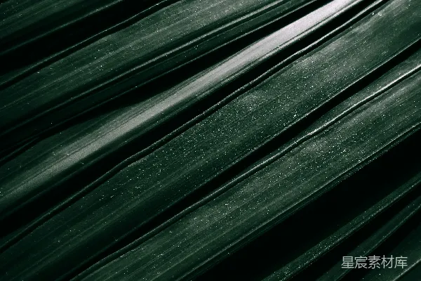 绿色叶片的近景摄影