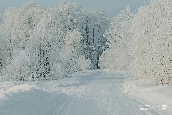 一条两侧种有树木的雪地小路