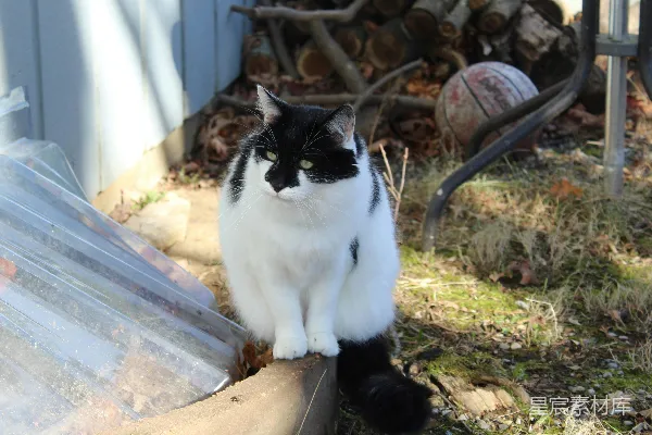 高清摄影 一只黑白相间的猫坐在一块木头上。