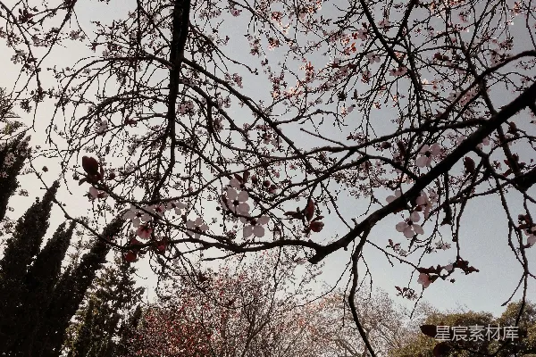 白天蓝天下棕榈树下的景象