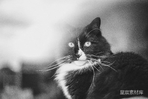 高清摄影 一只黑白相间的猫