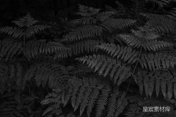 高清摄影 蕨类植物在黑白照片中占据了画面。