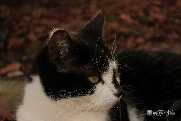 高清摄影 一只黑白相间的猫正躺在地上休息。