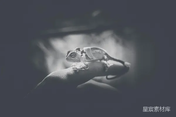高清摄影 变色龙在人的手指上