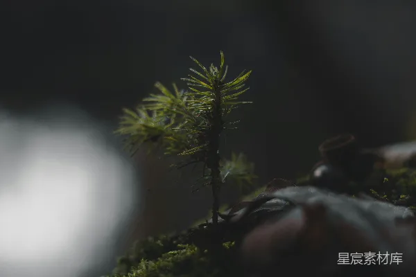 一棵矮小的松树坐在覆盖着苔藓的岩石之上
