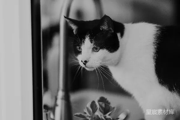 高清摄影 黑白色的猫从窗户往外看