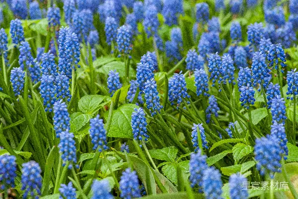 蓝瓣花