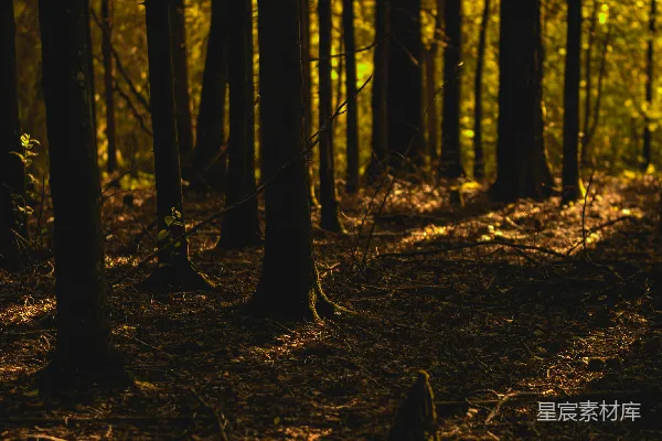 满是高大树木的森林