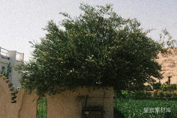 树长在一扇简陋墙上的门上方。
