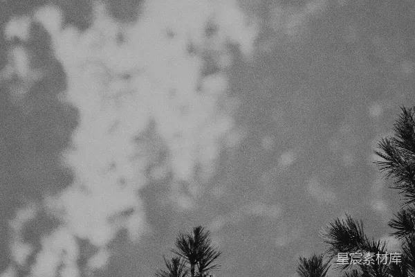高清摄影 一张黑白照片，展示了一棵松树。