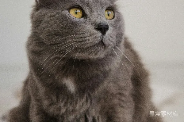 灰猫坐在一张床顶上