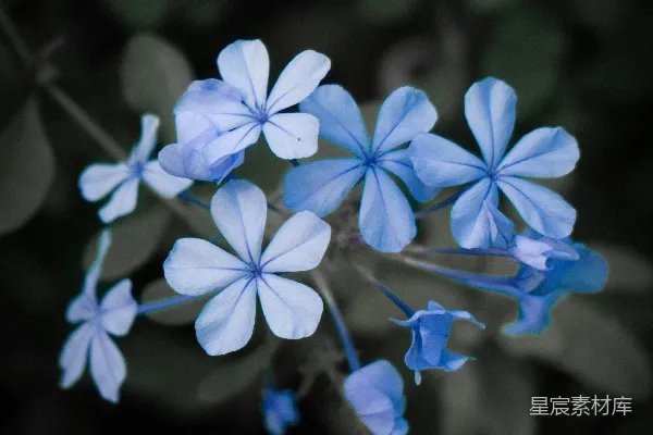 一束蓝花，生长在树枝上