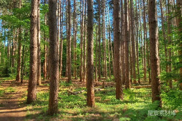 白天棕色树木在绿色草地上的场景