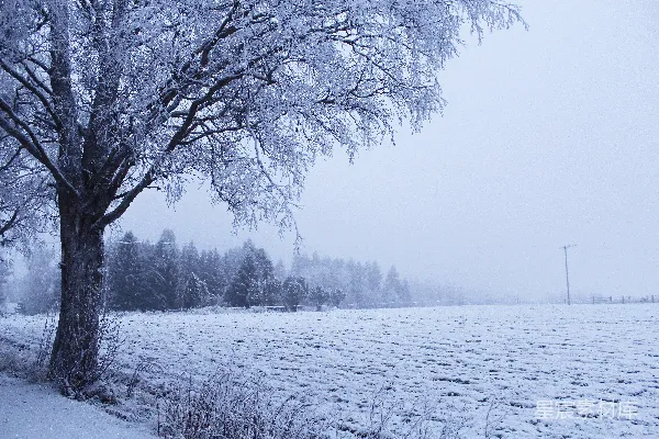 雪覆盖的草地旁边有一棵树